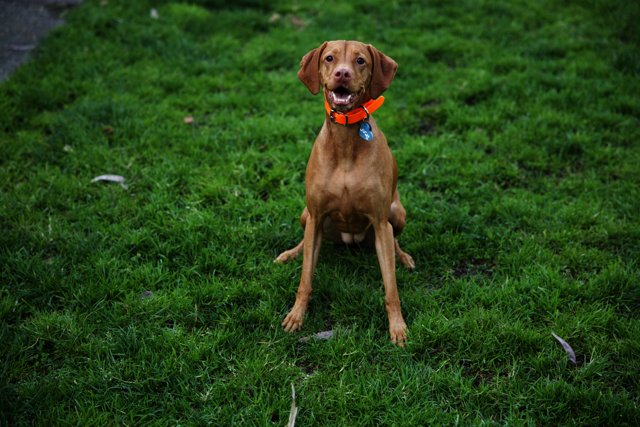 A Sunlit Moment with the Majestic Vizsla