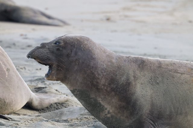Elephant Seal Vocalizing at Drakes Beach Colony
