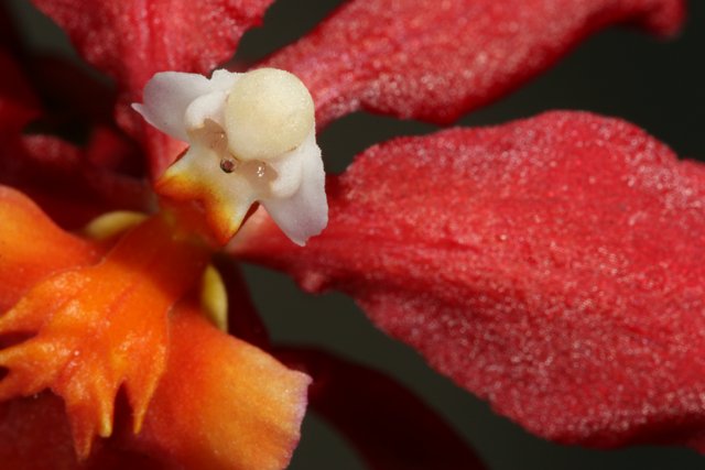 Red Orchid with White Face