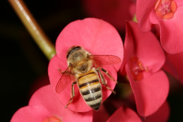Bee on a Geranium