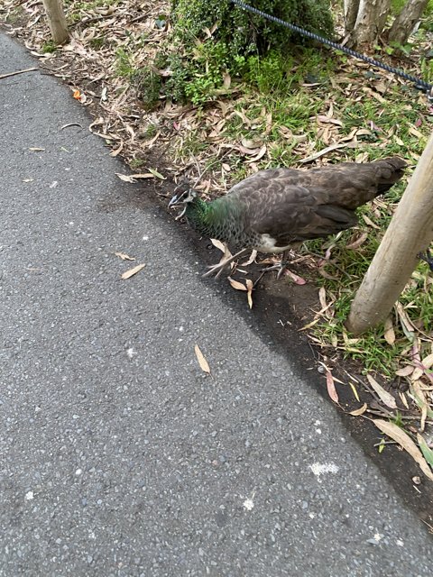 Peacock Strolling the Sidewalk