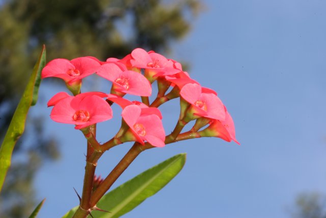 Pink Geranium Blossom Against Blue Sky