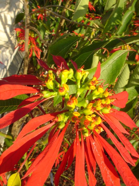 Vivid Red Flower with Yellow Center