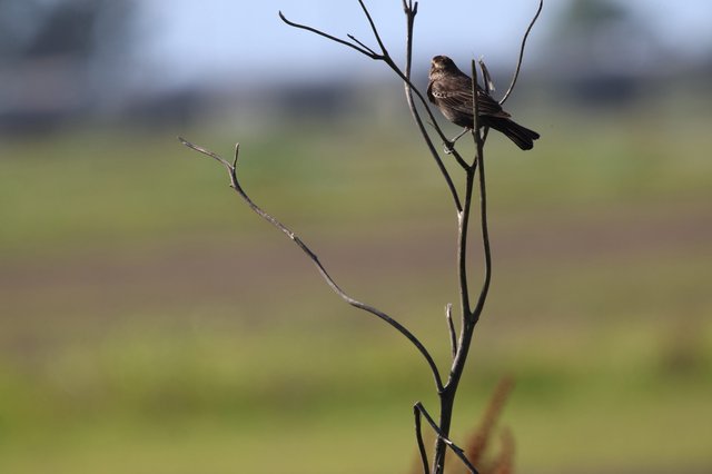 Solitary Bird Perched on Bare Branch at Wetlands