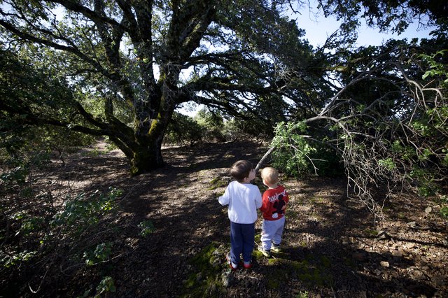 Two Young Children Exploring Ancient Oak Forest Together