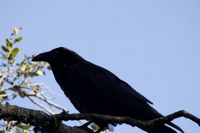 Raven Perched Majestically Against Clear Blue Sky