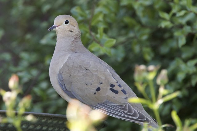 Mourning Dove Perched on Wire in Natural Setting