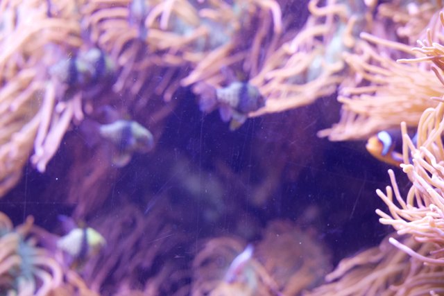 Underwater Enchantment at Monterey Bay Aquarium 2023