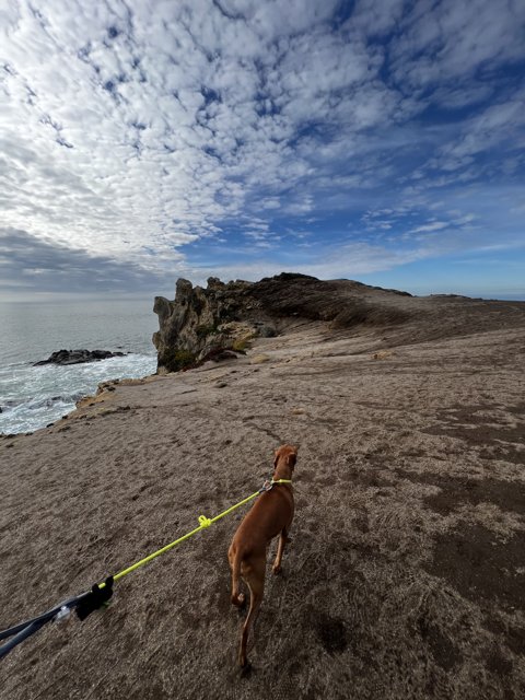 Canine Adventure on California's Rocky Beach