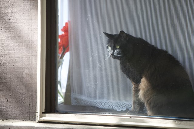 Inquisitive Manx Cat at the Window