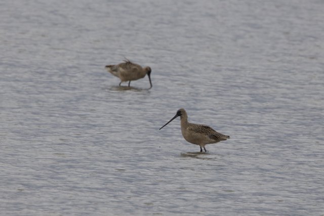 Tranquil Waders