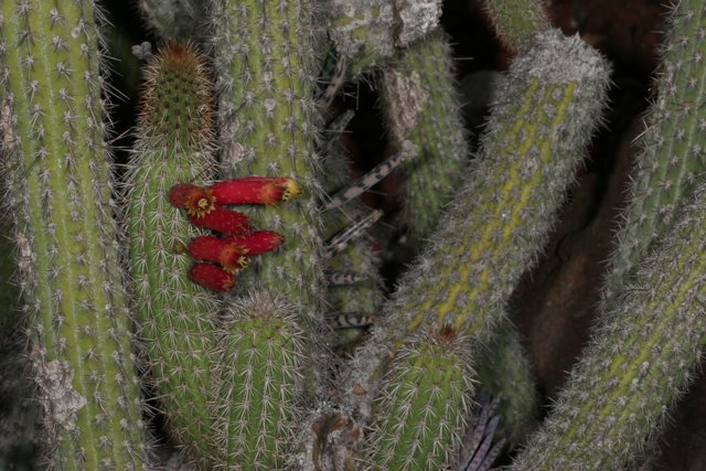 Red Flowered Cactus with Visitor