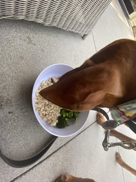 Hungry Pooch Finds a Snack on Sidewalk