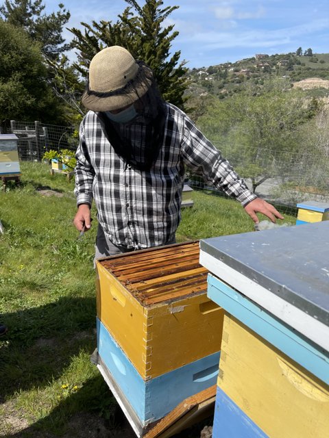 Beekeeper at Work