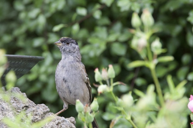 Dunnock Perched on Weathered Garden Ornament