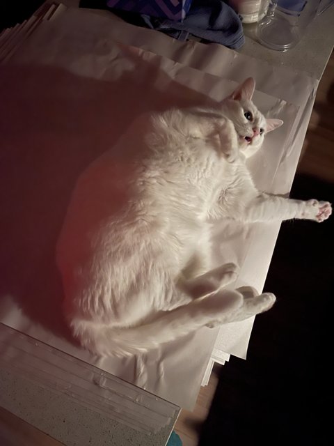 White Cat Taking a Rest on a Wooden Table