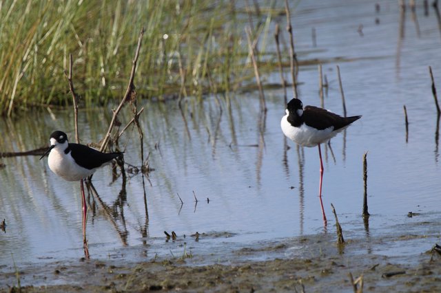 Black-necked Stilts Wading in Shallow Wetland Waters
