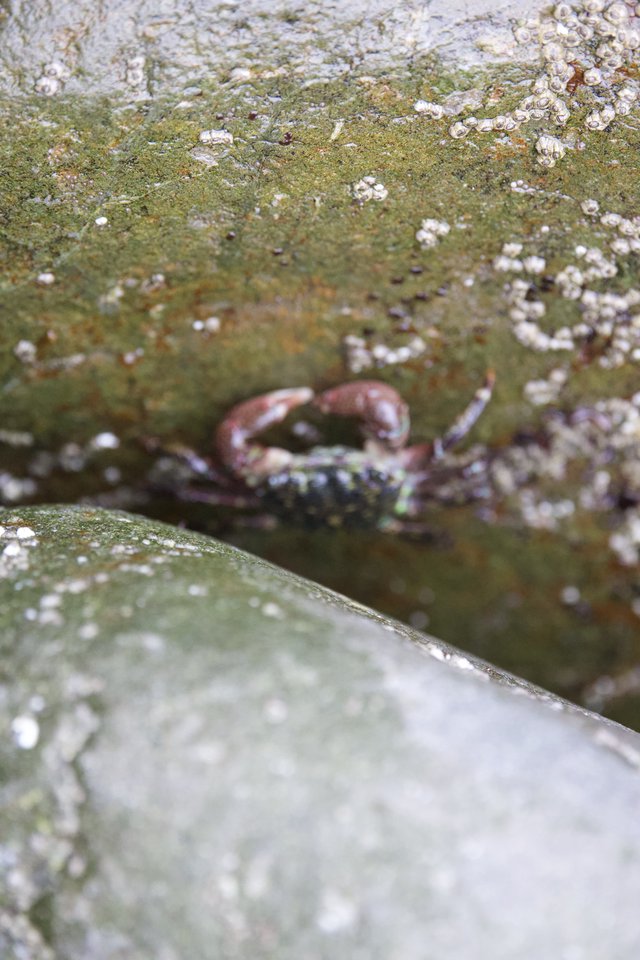 Shore Crab Hiding Between Barnacle-Covered Tidal Rocks