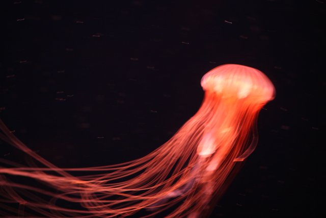 Mesmerizing Jellyfish in the Dark Water
