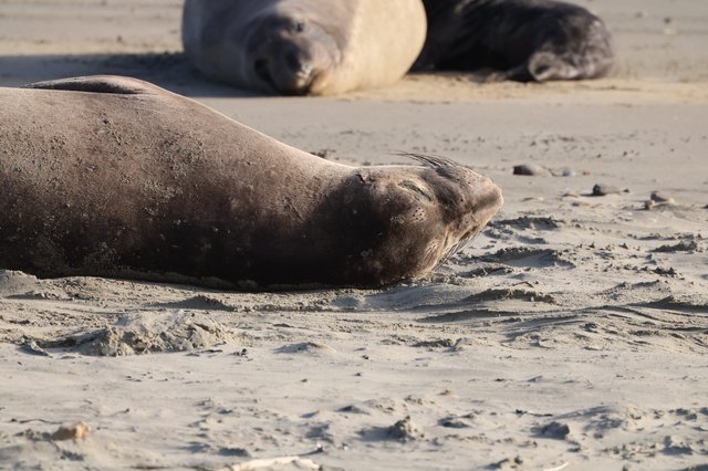 Elephant Seal Resting on Sandy Beach