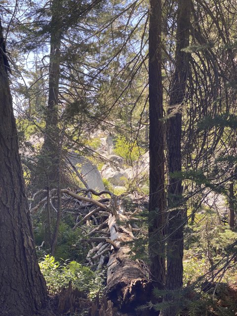 Fallen Sequoia in the Wilderness