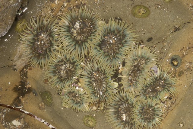 Sea Urchins on the Shore