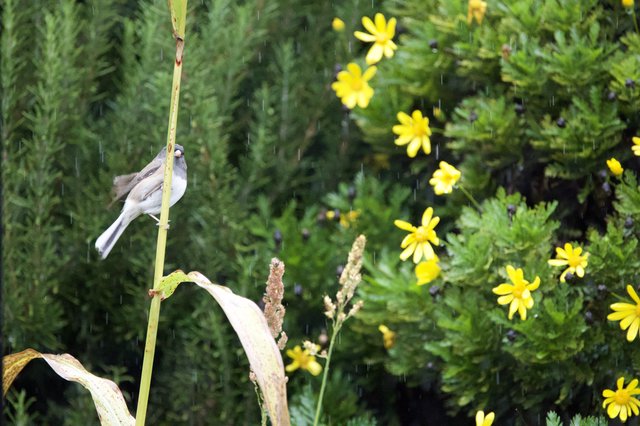 Small Bird Perched on Stem in Spring Rain