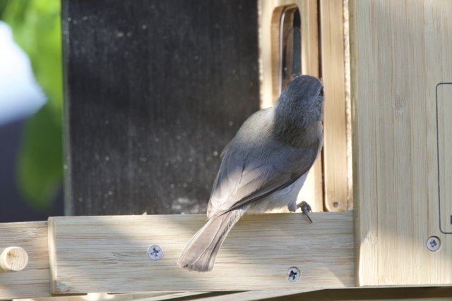 Feathered Visitor at the Feeder