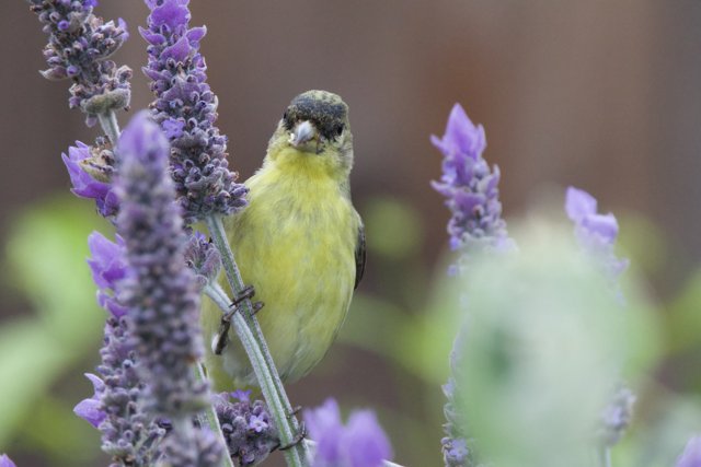 Feathered Visitor Among the Lavender