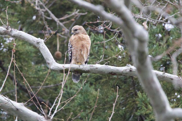 Red-Shouldered Hawk Perched on Weathered Branch