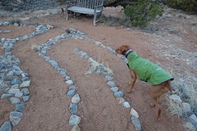 Stylish Pup in a Serene Rock Garden