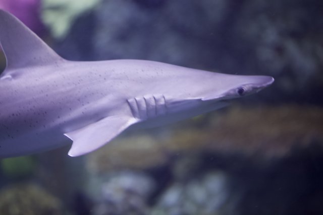 Majestic Gray Shark in an Aquarium