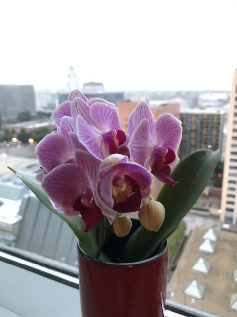 Blooming Beauty on the Broad Window Sill