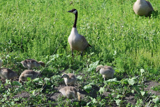 Canada Goose Family Foraging in Spring Wetland