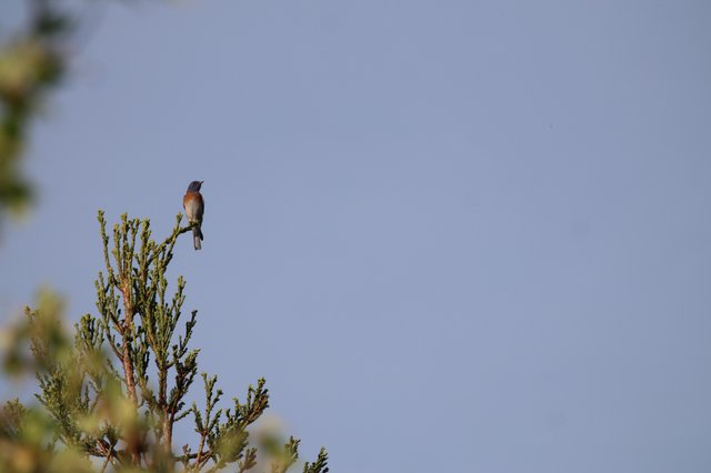 Western Bluebird Perched on Juniper at Dawn