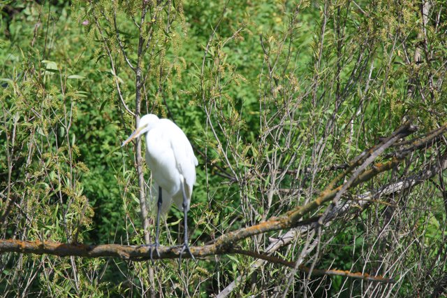 Great Egret Perched Among Spring Wetland Vegetation