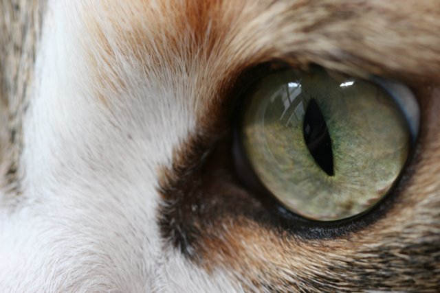 Up Close and Personal with a Cat's Eye