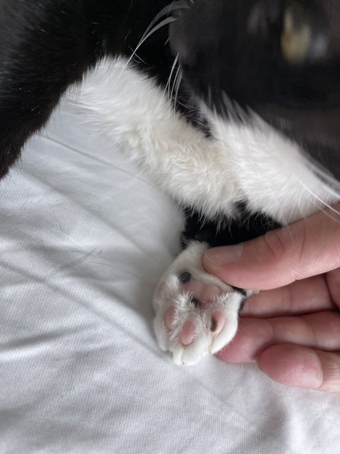 Touching Paws