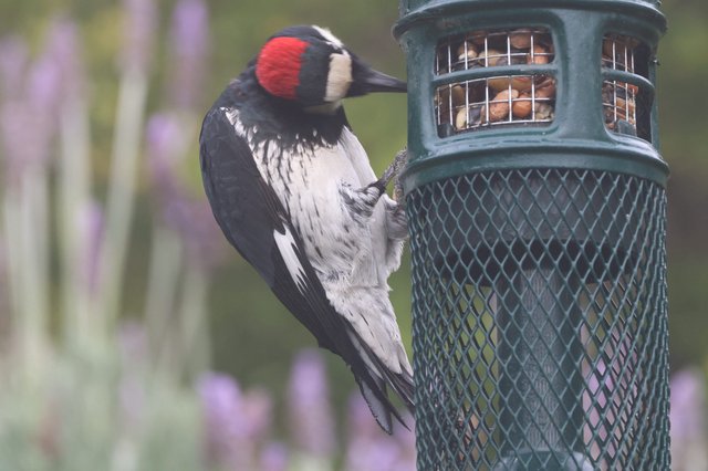Acorn Woodpecker Feeding at Garden Nut Feeder