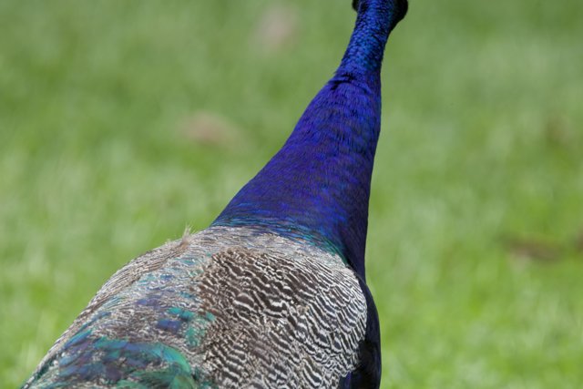 Vibrant Vigilance – The Peacock of Honolulu Zoo