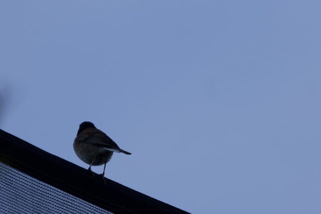 Roof-Top Perch