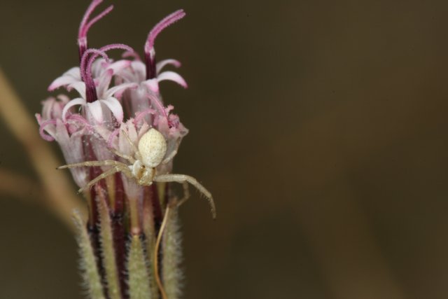 Garden Spider Finds Home on Flower