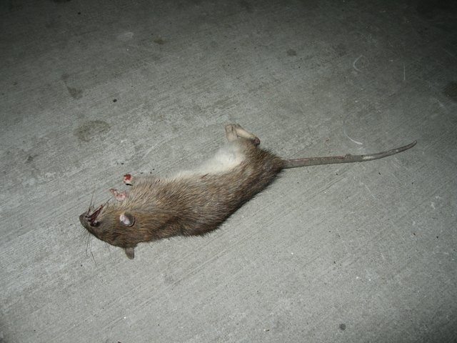 Lifeless Rat