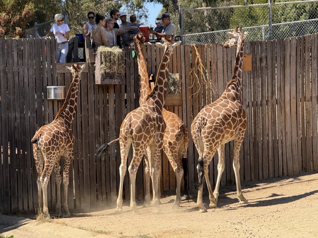 Afternoon with Giraffes at the Oakland Zoo
