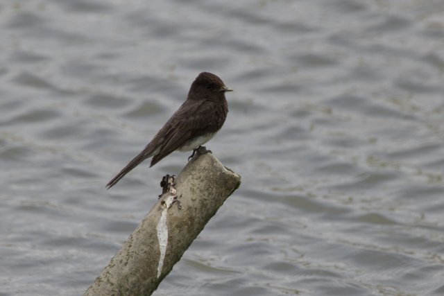 Perched Serenity