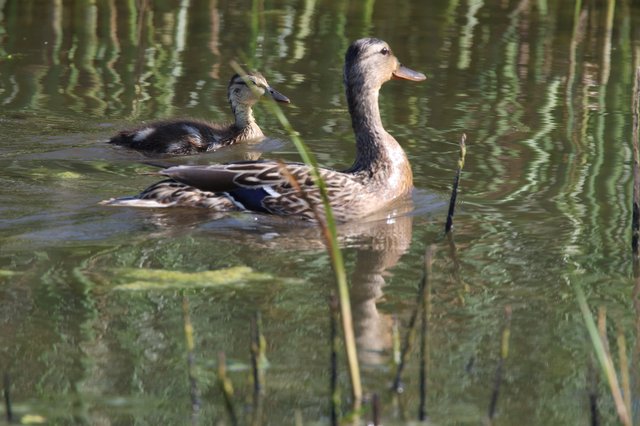 Female Mallard Duck with Duckling in Tranquil Wetland