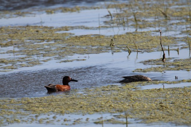 Cinnamon Teal Pair Swimming in Shallow Wetland Waters
