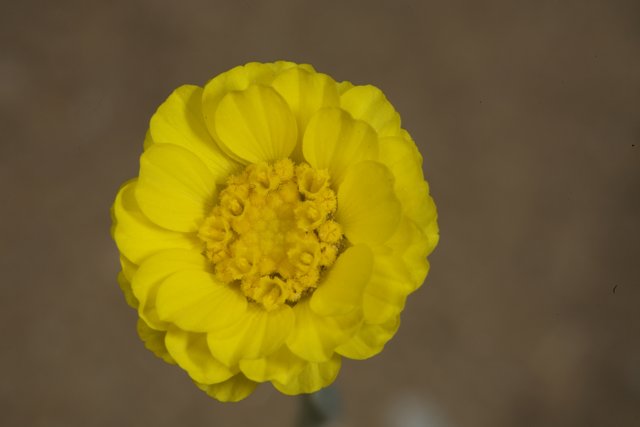 Golden Pollen on a Sunny Marigold