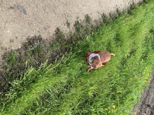 A Canine's Stroll Through a Summer Landscape