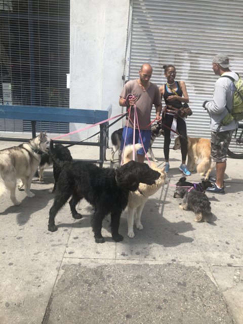 A Group of People and Their Four-Legged Friends